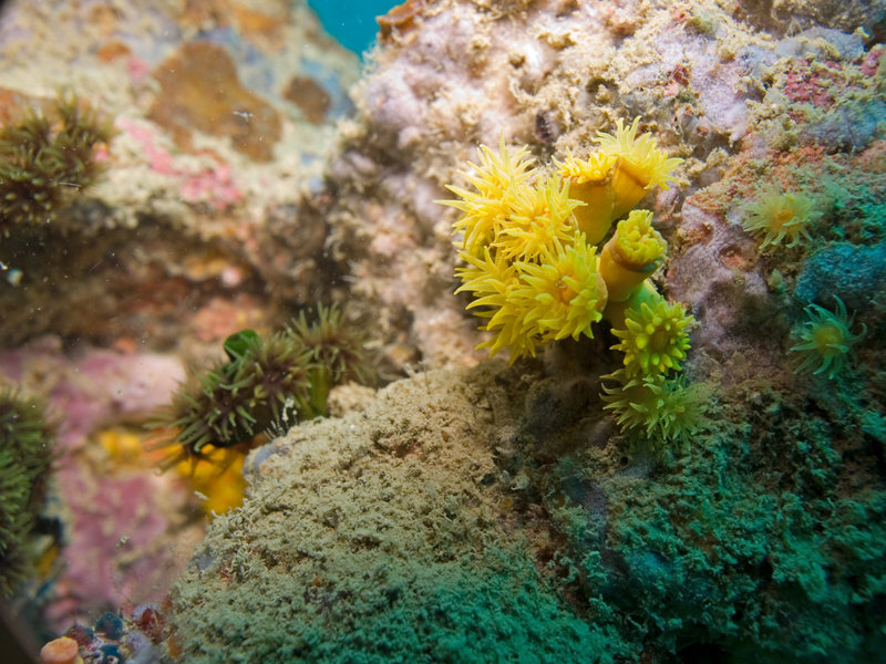 Polyp, Marine Park